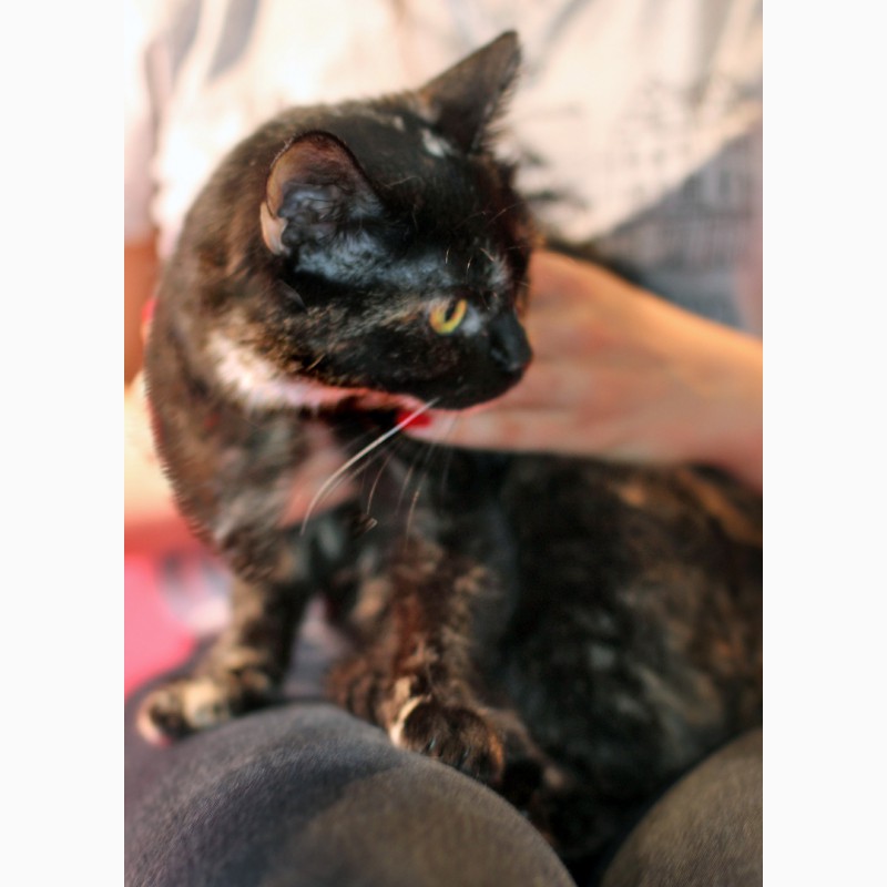 Фото 5. Метис британки котенок Шанель в дар