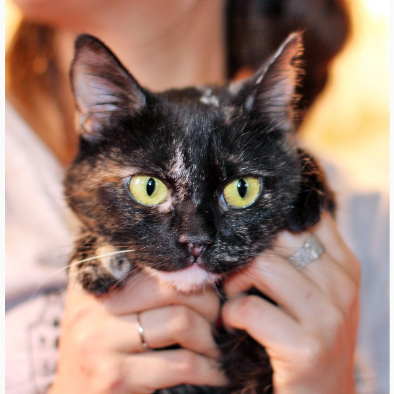 Фото 7. Метис британки котенок Шанель в дар