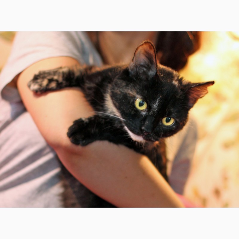 Фото 8. Метис британки котенок Шанель в дар