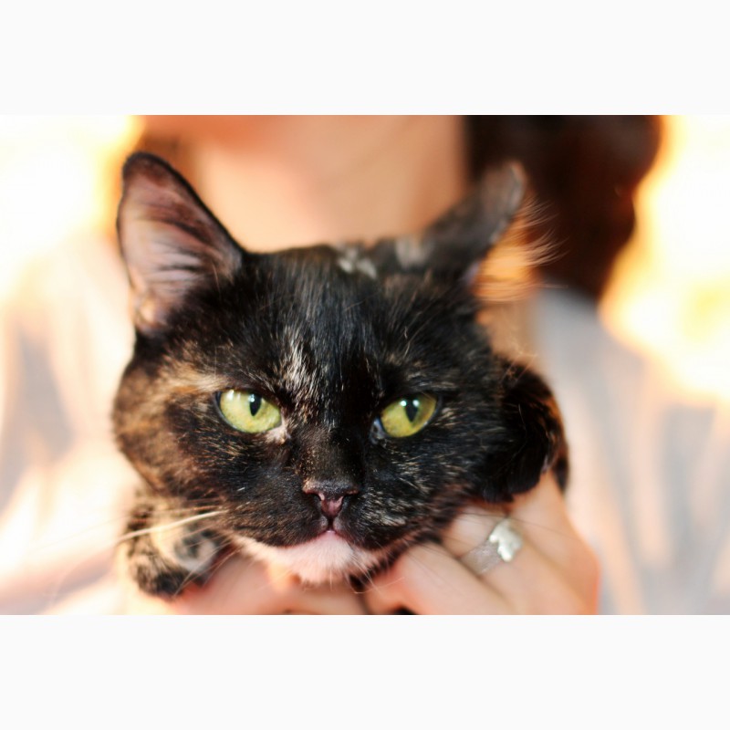 Фото 9. Метис британки котенок Шанель в дар