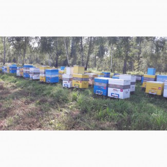 Продам пчел в Искитимском районе