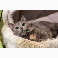 Кошка Дениз - голубокремовое чудо в дар