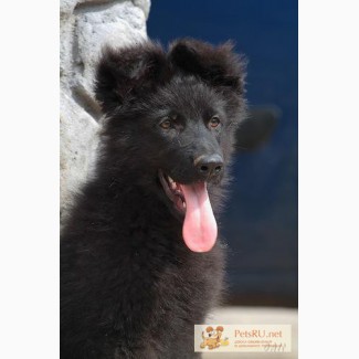 Черный щенок немецкой овчарки кобель -лохмач РКФ
