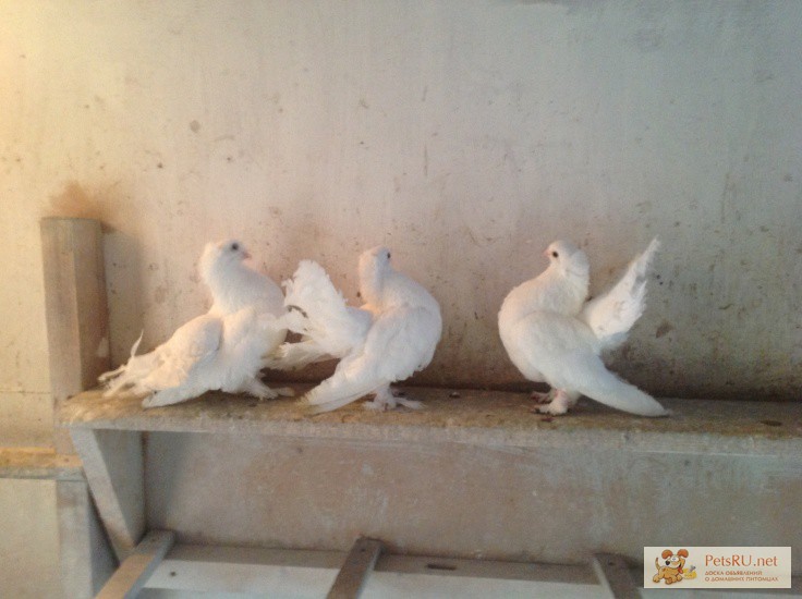 Продам оптом Омских статных голубей