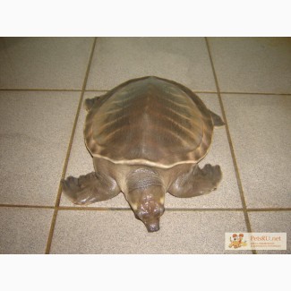 Продам свинорылую (папуанская) черепаху