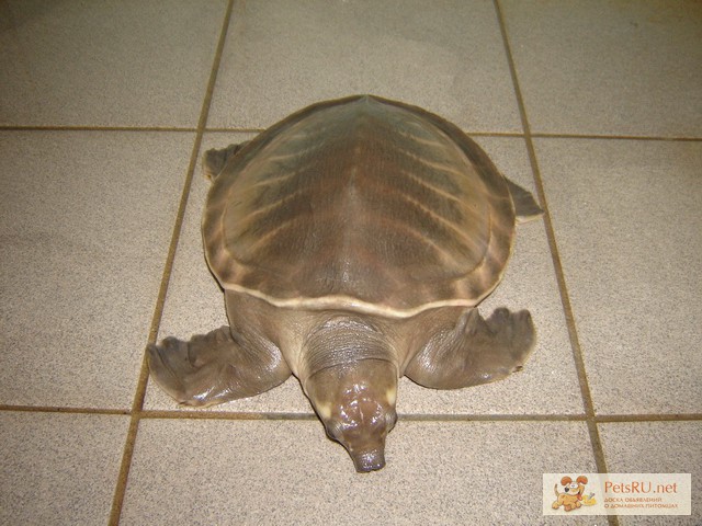 Фото 1/1. Продам свинорылую (папуанская) черепаху