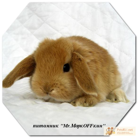 Фото 1/1. Карликовые Кролики из питомника mr. Моркoffкин