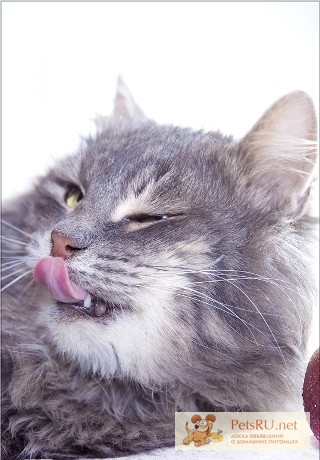 Фото 1/1. Красивейший пушистый кот Бегемот породы Манчкин(кот-такса).