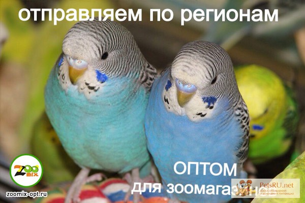 Попугаи волнистые в Калуге ОПТОМ