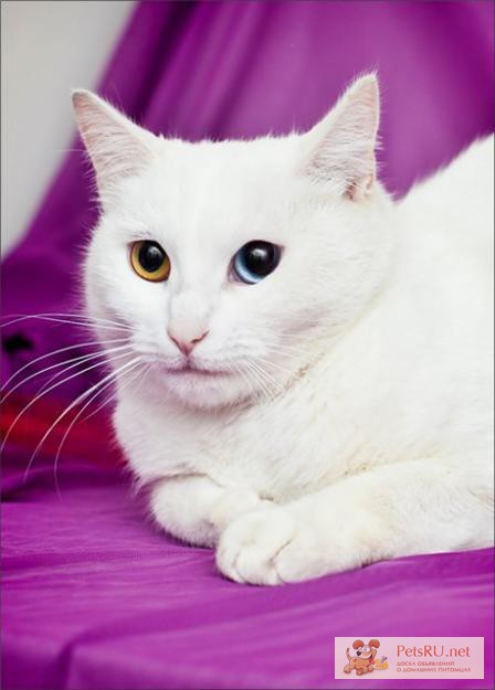 Фото 1/1. Кошка белая Бланка ван Кедиси – ласковая разноглазка в дар