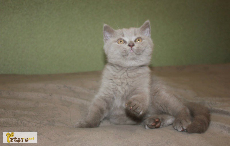 Котенок британской короткошерстной пород в Нижнем Тагиле
