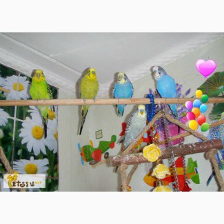 Волнистые попугаи(птенцы) в Мытищах