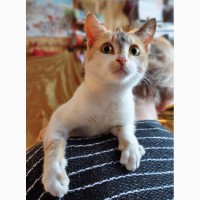 Котёнок Глория - полет фантазии в дар
