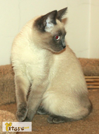 В дар веселый красивый сиамский котенок(кошечка) Лика(3,5 мес)