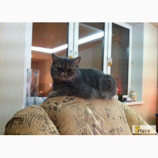 Персидскую кошку в Иваново