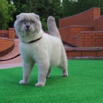 Вязка с Шотландским вислоухим котом, колорного окраса блю-пойнт