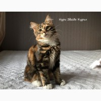 Полудлинношерстный котенок - кошечка Курильского бобтейла (с документами)
