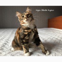 Полудлинношерстный котенок - кошечка Курильского бобтейла (с документами)