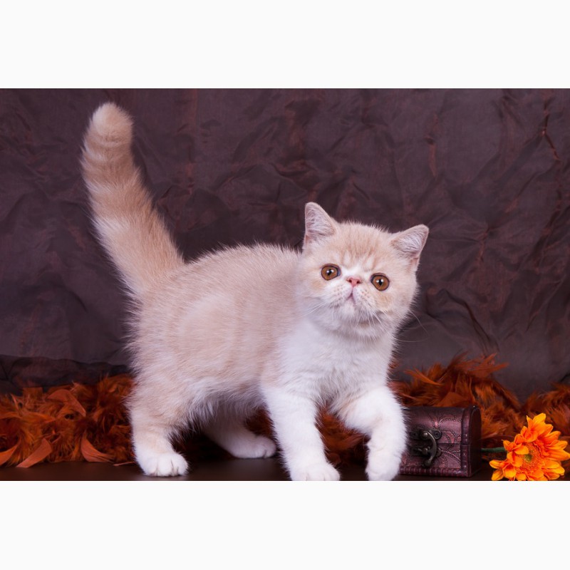 Фото 3. Котята экзотической и персидской породы из питомника Saigelan