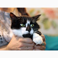 Агата - кошка с кляксочкой на носу ищет дом