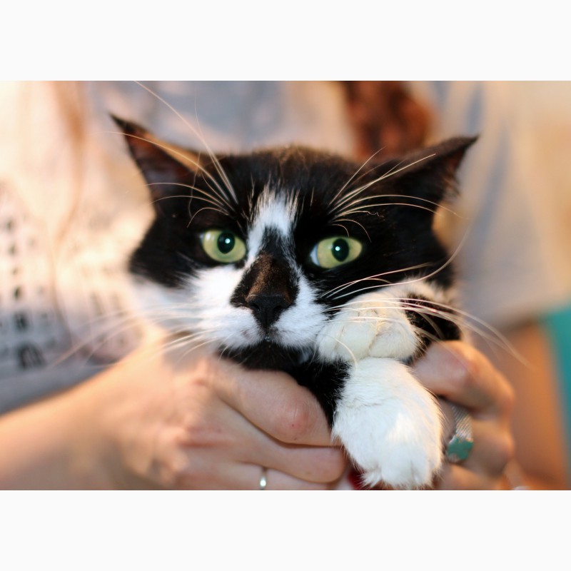 Фото 2. Агата - кошка с кляксочкой на носу ищет дом