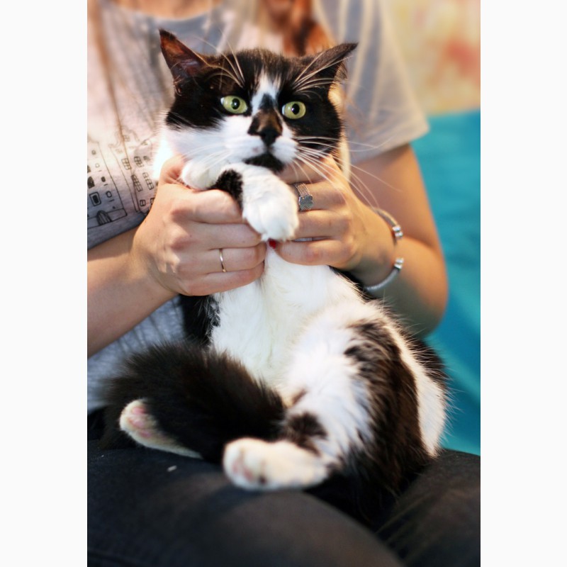Фото 6. Агата - кошка с кляксочкой на носу ищет дом