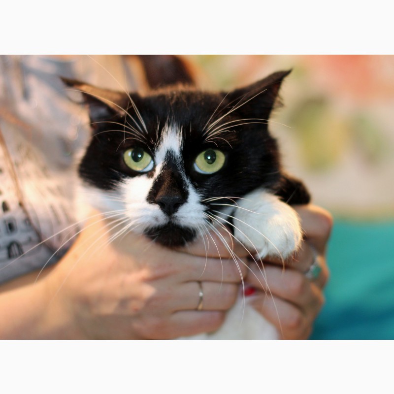 Фото 8. Агата - кошка с кляксочкой на носу ищет дом