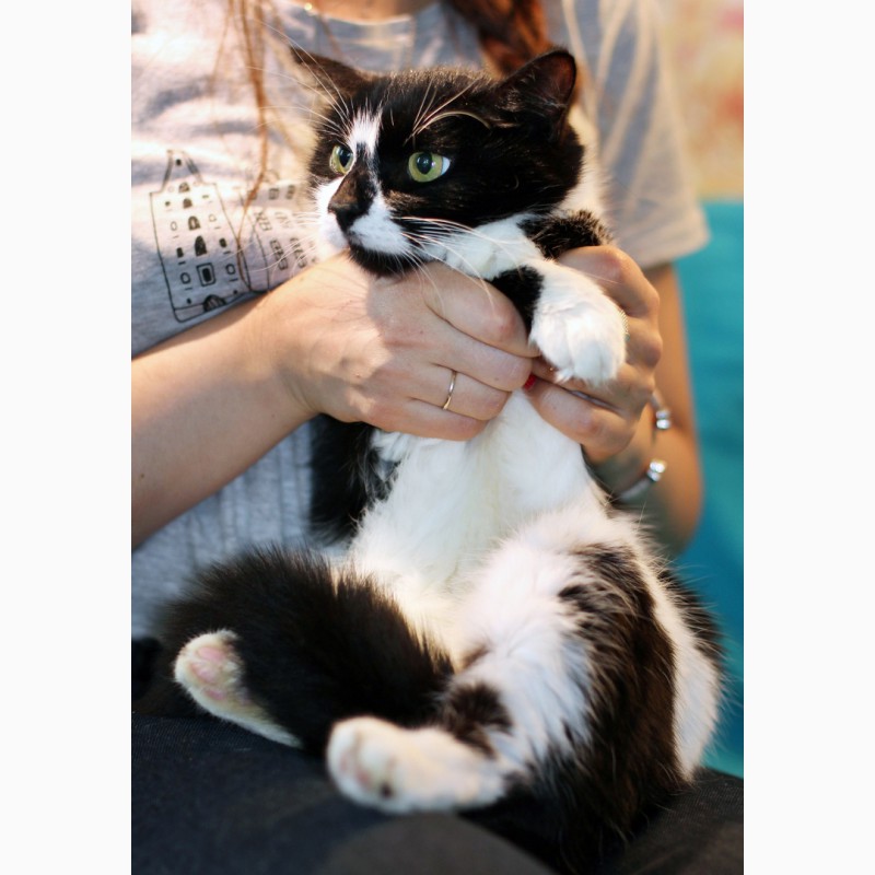 Фото 9. Агата - кошка с кляксочкой на носу ищет дом