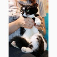 Агата - кошка с кляксочкой на носу ищет дом