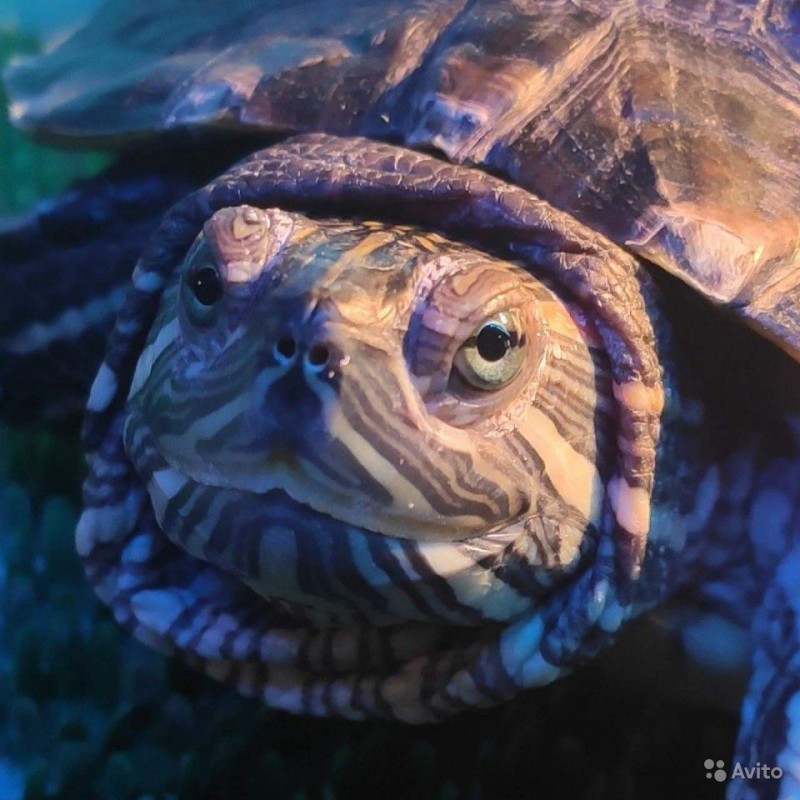 Фото 4. Красноухая черепаха