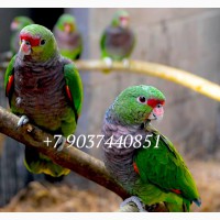 Винногрудый амазон (Amazona vinacea) - ручные птенцы из питомника