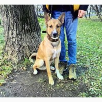 Пёс Малыш из парка Кузьминки ищет дом и настоящую семью