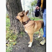 Пёс Малыш из парка Кузьминки ищет дом и настоящую семью