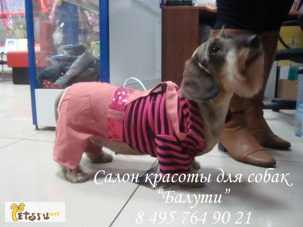 Фото 4. Недорогая одежда для собак в Москве
