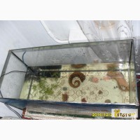 Аквариум с рыбками (сомы) -на 100 литров в Вольске