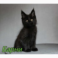 Мейн-Кун котенок Барни