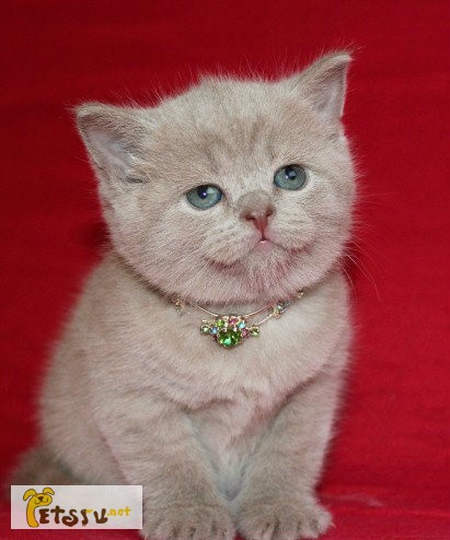 Фото 1/1. Британский котенок: лавандовая девочка в Санкт-Петербурге