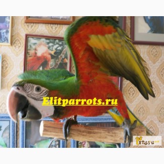 Арлекин (гибрид попугаев ара) - ручные птенцы из питомников Европы