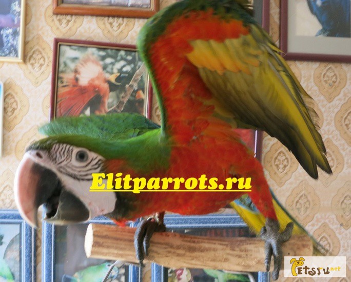 Арлекин (гибрид попугаев ара) - ручные птенцы из питомников Европы