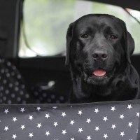 Автогамак для перевозки собак в машине - Белые звёзды на чёрном