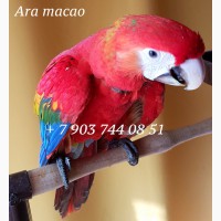 Ручные птенцы красный ара (ara macao) из питомника