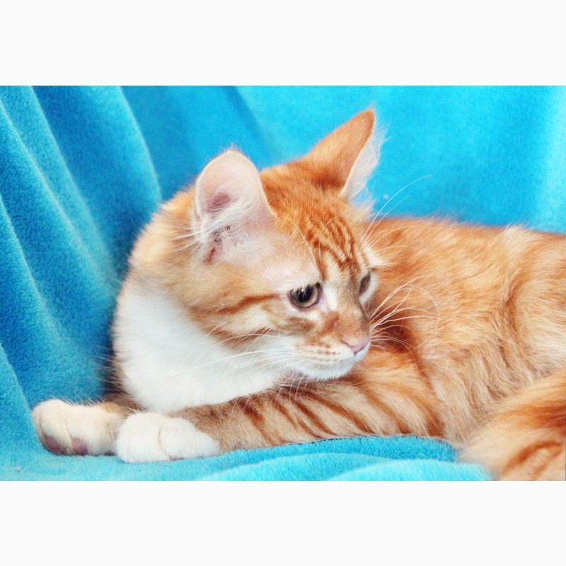 Фото 2. Рыженький котенок Шарлиз ищет дом