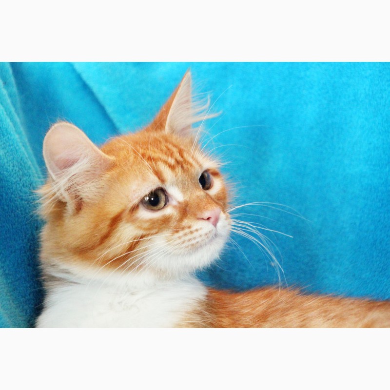 Фото 4. Рыженький котенок Шарлиз ищет дом