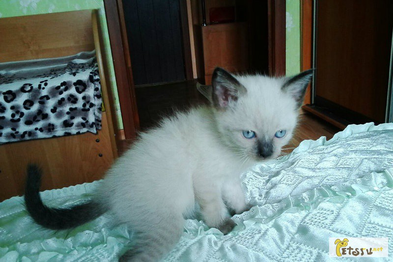 Фото 1/1. Сиамского котенка (девочка) 2 месяца, шу в Москве