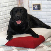 Лежак для собаки - Бежевый с красным