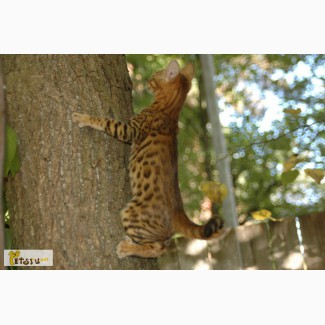 Бенгальские котята - мини леопарды