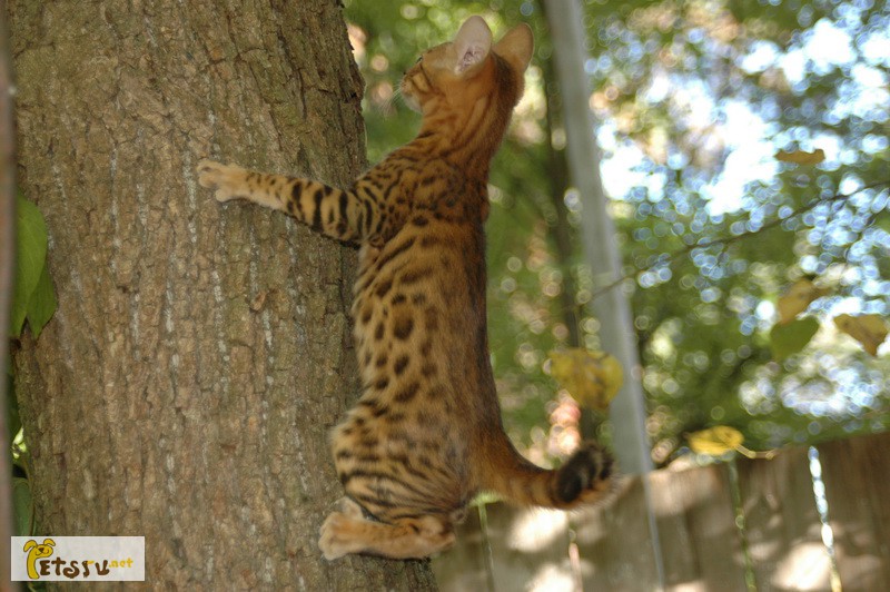 Бенгальские котята - мини леопарды