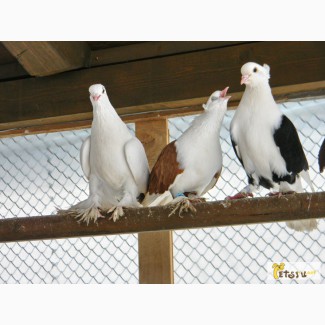 Предлагаются краснодарские и северокавказские голуби