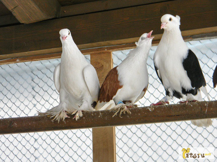 Предлагаются краснодарские и северокавказские голуби
