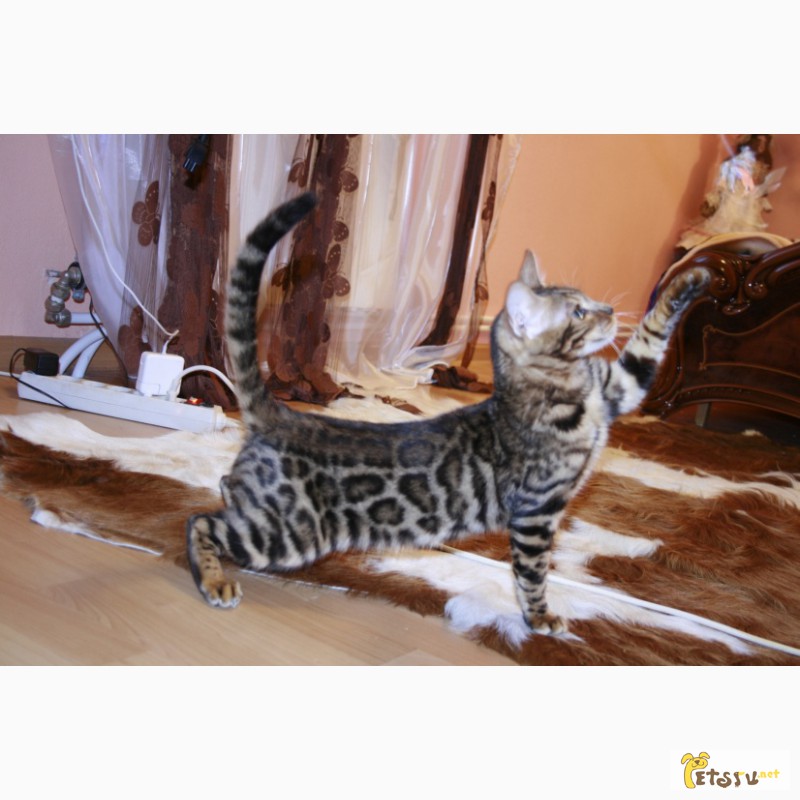 Фото 1/1. Бенгальские котята крупная розетка на золоте